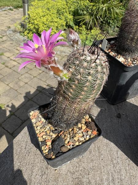 Echinocereus reichenbachii